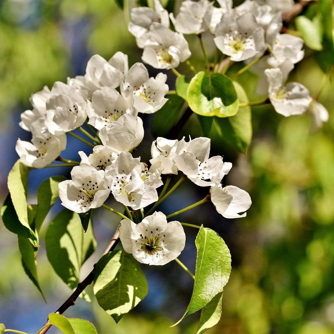Duo Pear Tree | 'Conference' & 'Williams' Bon Chrétien' - Image 3