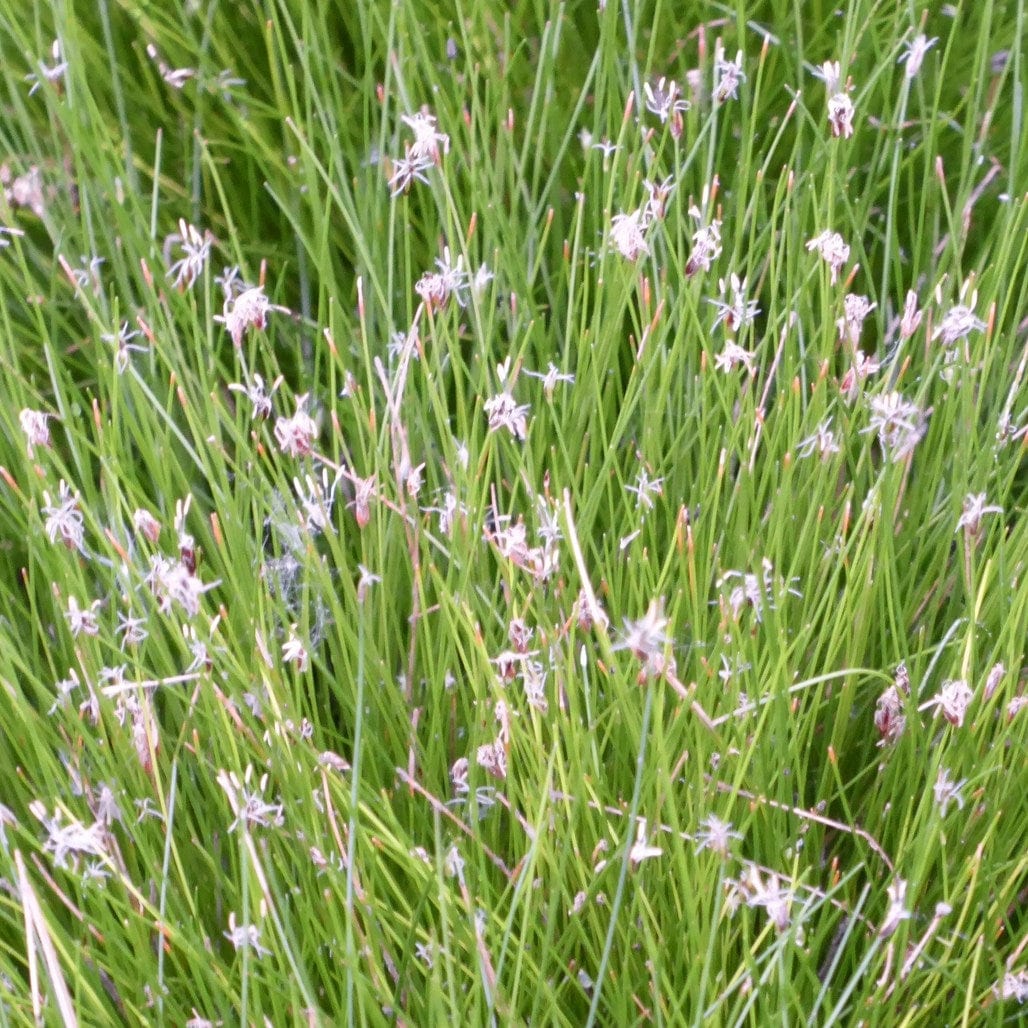 Oxygenating Dwarf Hairgrass | Eleocharis acicularis - Image 3