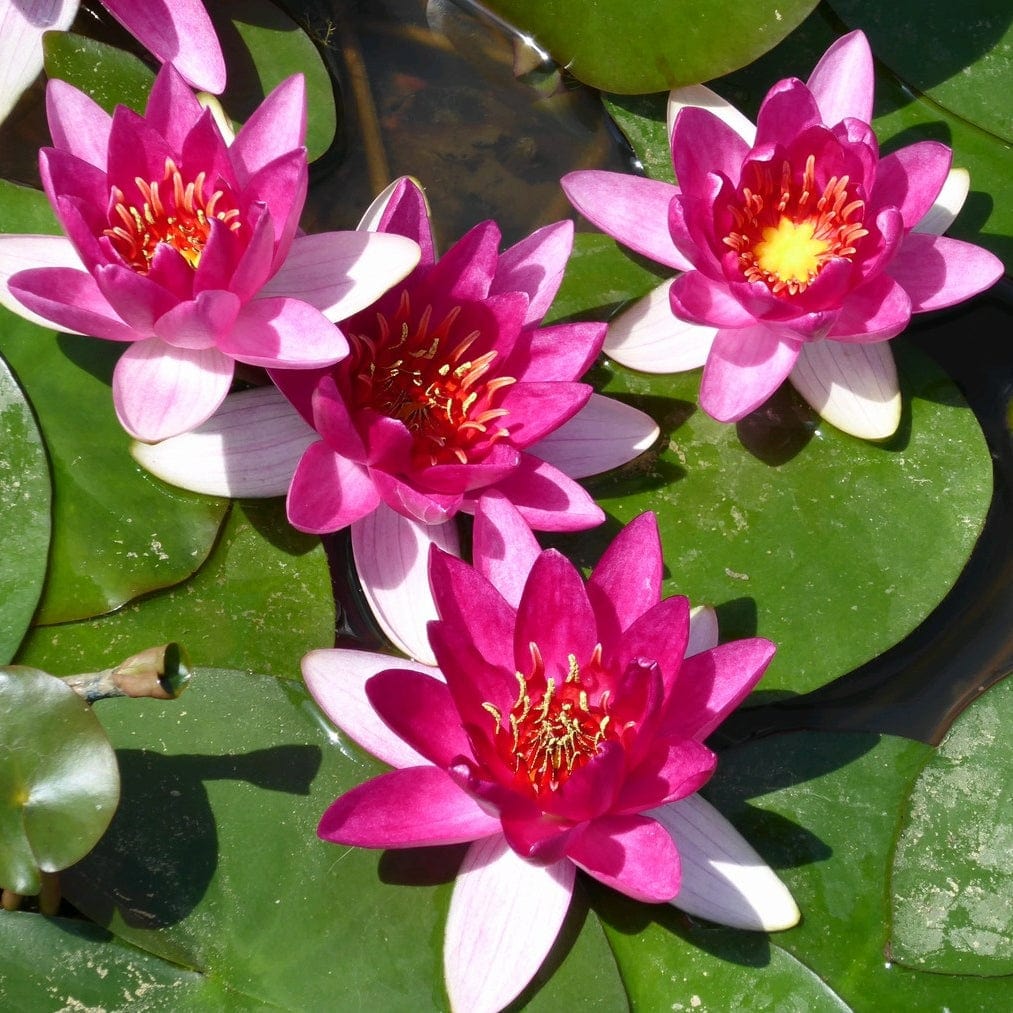 Dwarf Water Lily | Nymphaea 'Xiafei' - Image 5