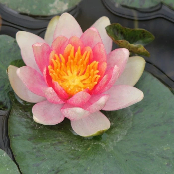 Dwarf Water Lily | Nymphaea 'Solfatare'