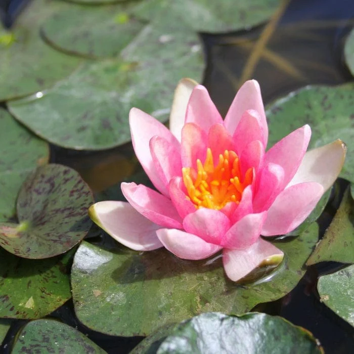 Dwarf Water Lily | Nymphaea 'Solfatare' - Image 5