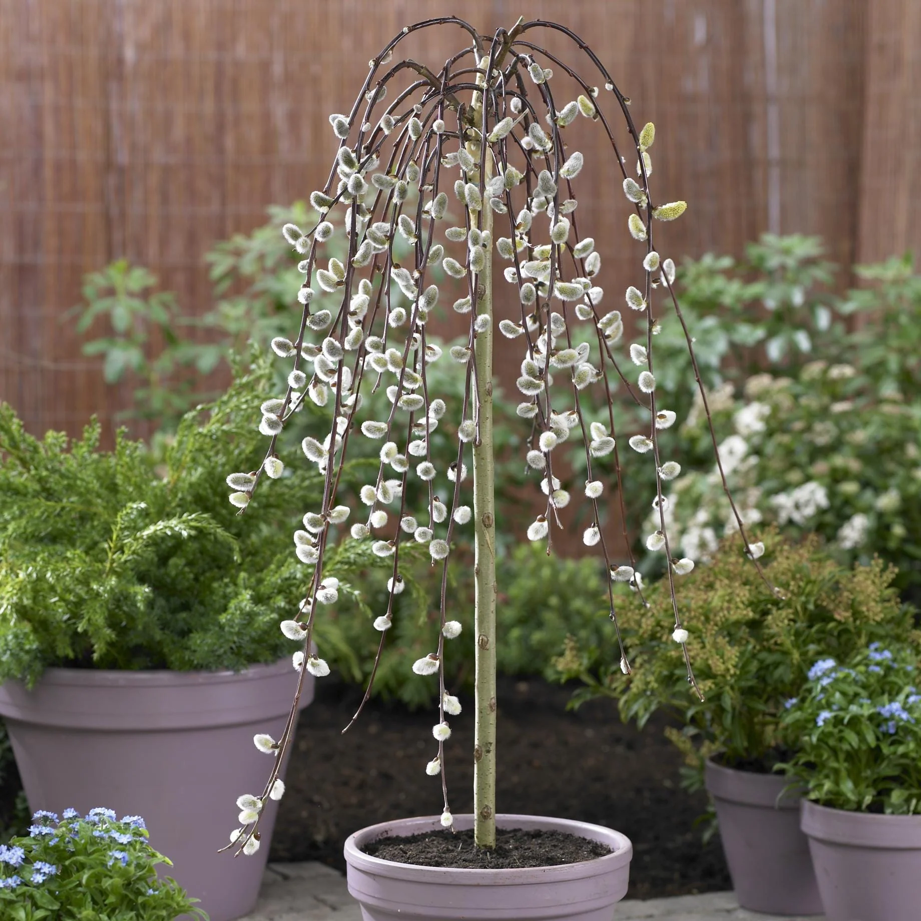 'Kilmarnock' Dwarf Weeping Willow Tree | Salix caprea - Image 7