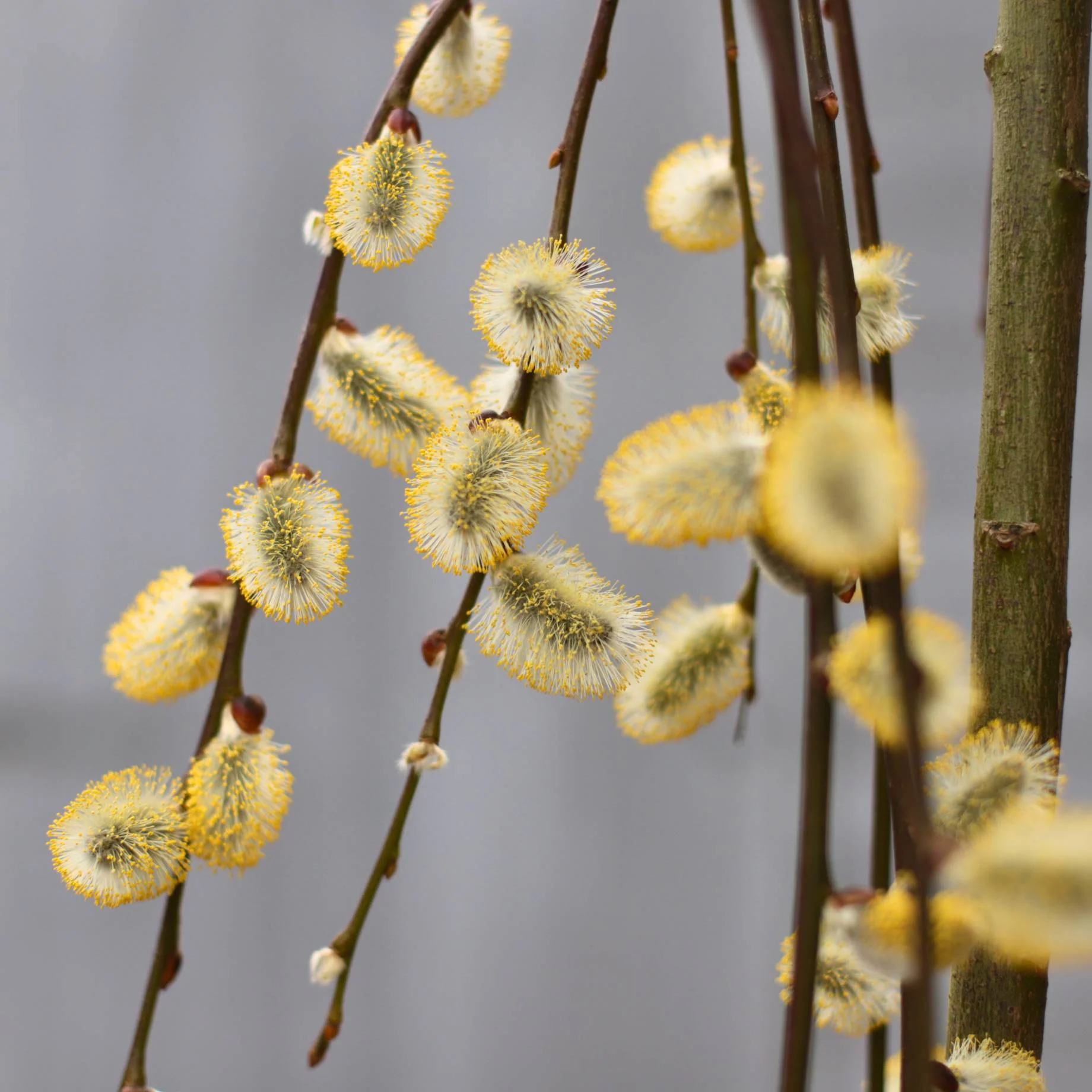 'Kilmarnock' Dwarf Weeping Willow Tree | Salix caprea - Image 8