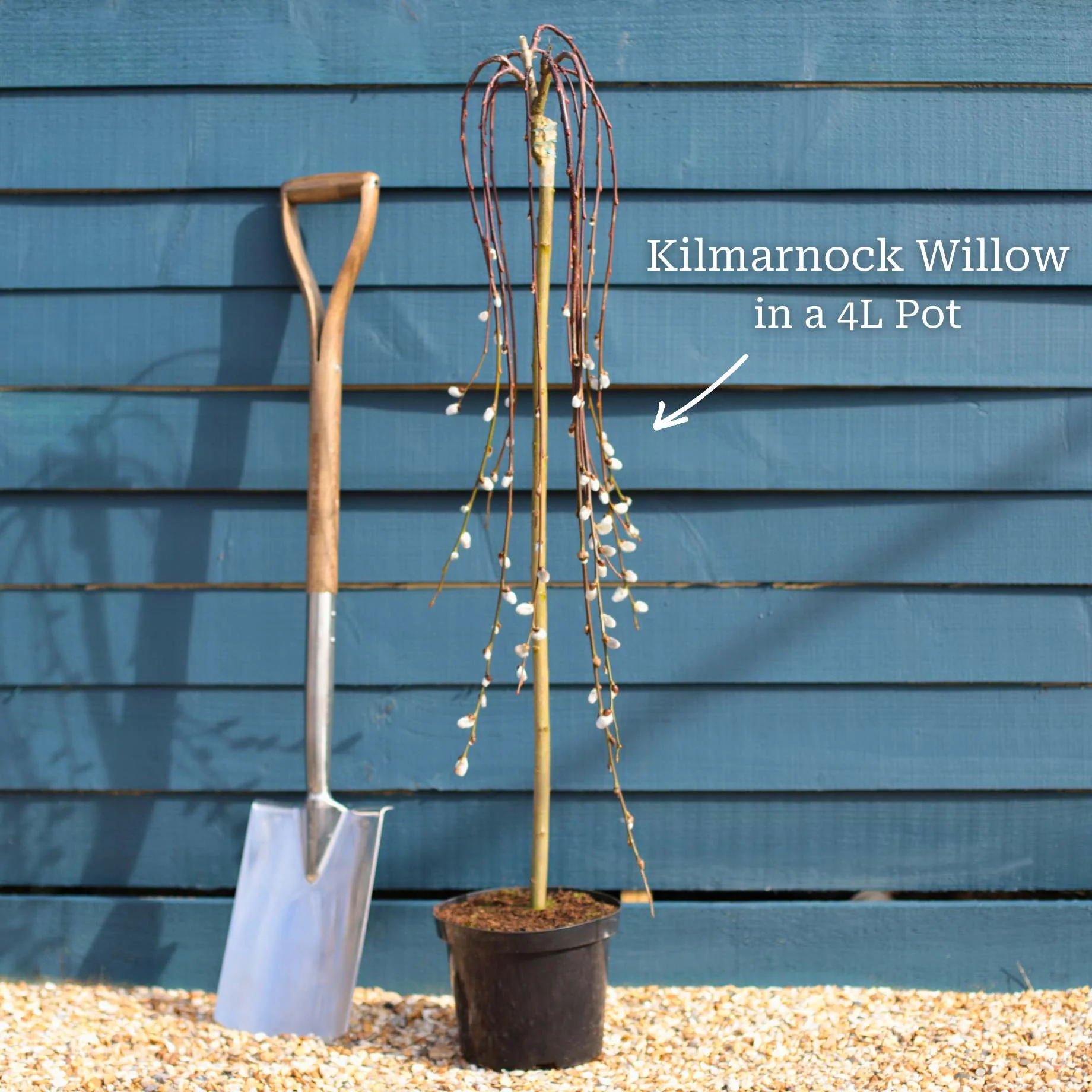 Best Trees for Small Gardens - Image 7