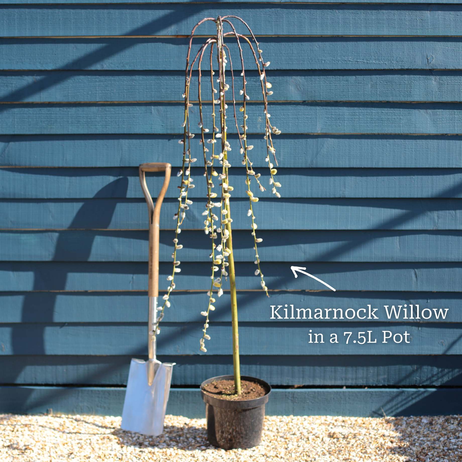 'Kilmarnock' Dwarf Weeping Willow Tree | Salix caprea - Image 6
