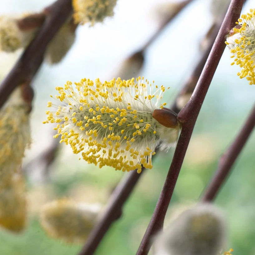 Dwarf Weeping Willow Tree Gift - Image 7