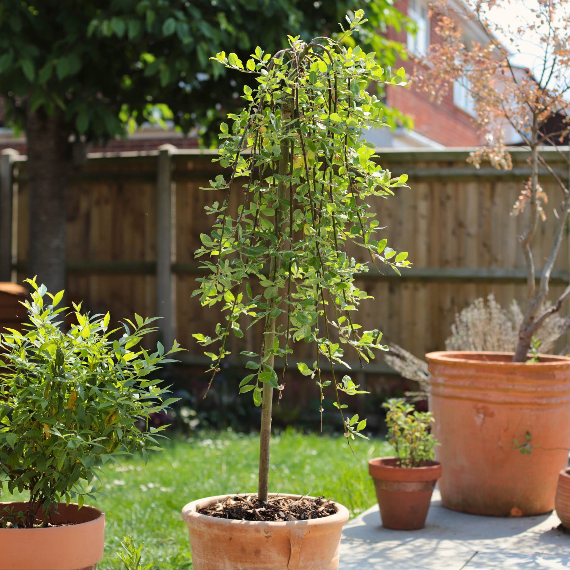 'Kilmarnock' Dwarf Weeping Willow Tree | Salix caprea - Image 5