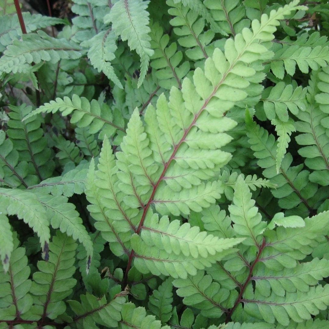 Eared Lady Fern | Athyrium otophorum okanum - Image 3