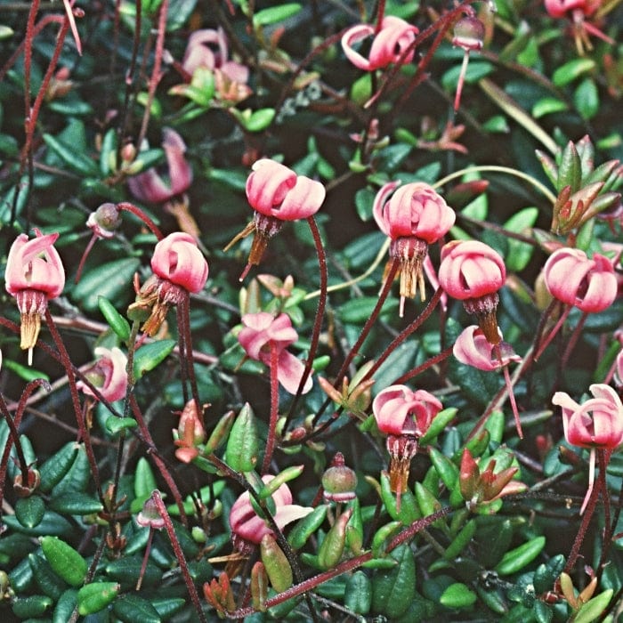 'Early Black' Cranberry Bush - Image 3