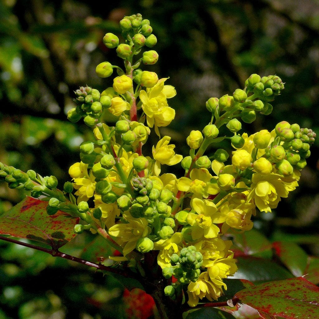 Early Spring Flowering Shrub Collection - Image 4