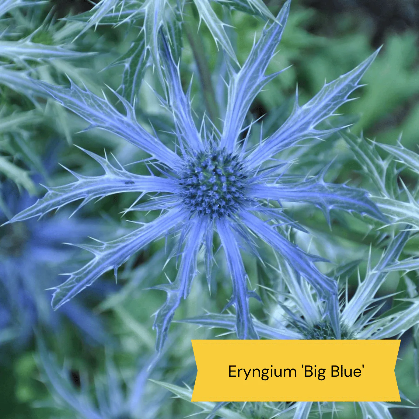 Easy to Grow Plants | Low Maintenance, Big on Colour - Image 5