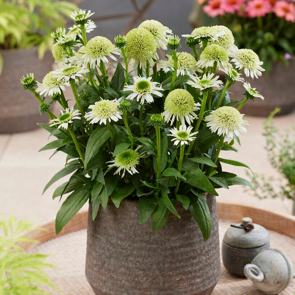 Echinacea 'Delicious Nougat' - Image 2