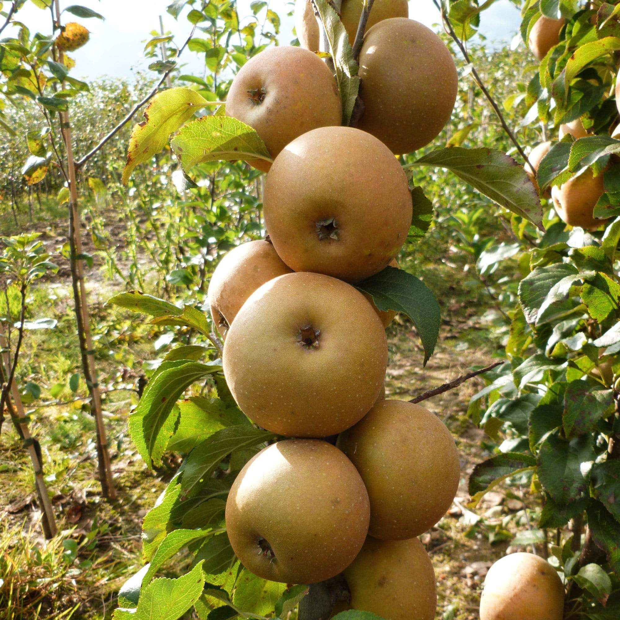 'Egremont Russet' Apple Tree - Image 5