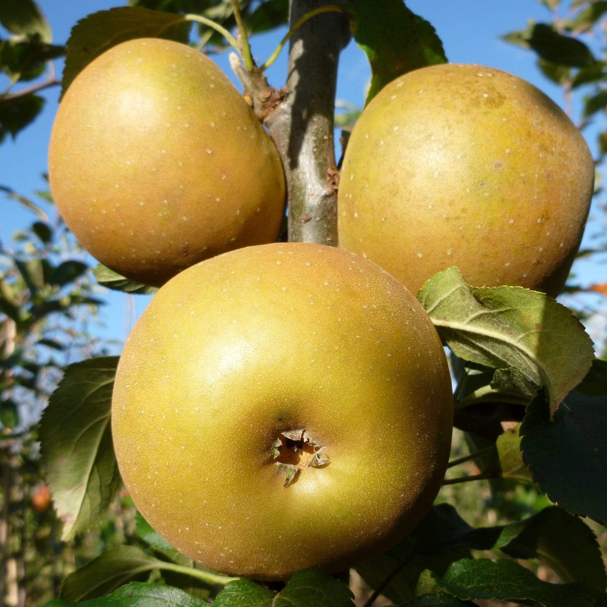 'Egremont Russet' Apple Tree - Image 6