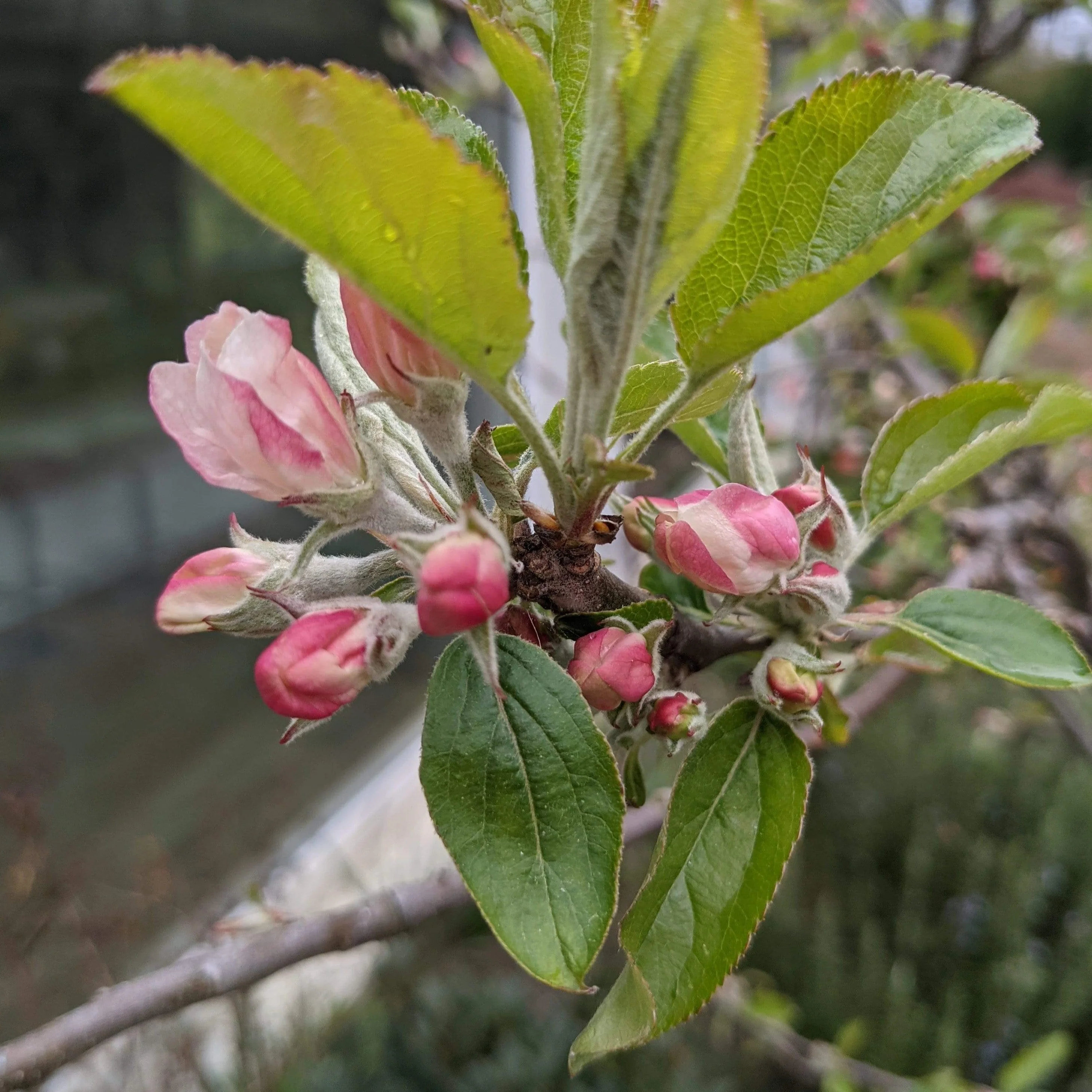 'Egremont Russet' Apple Tree - Image 7