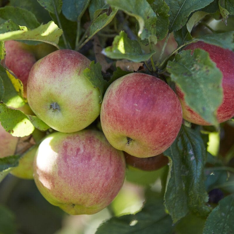 'Elstar' Apple Tree - Image 3