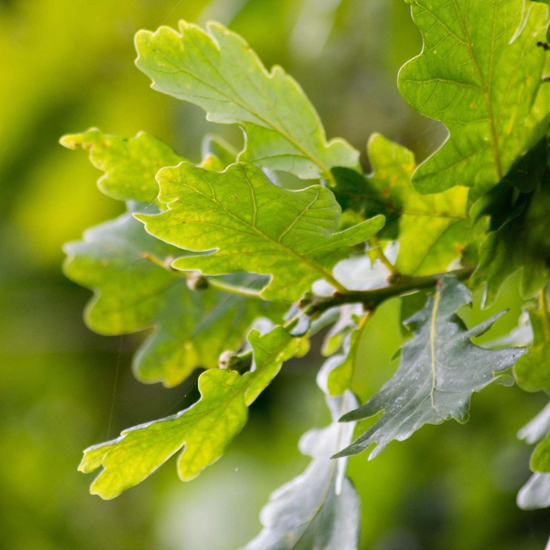 English Oak Hedging | Quercus robur - Image 2