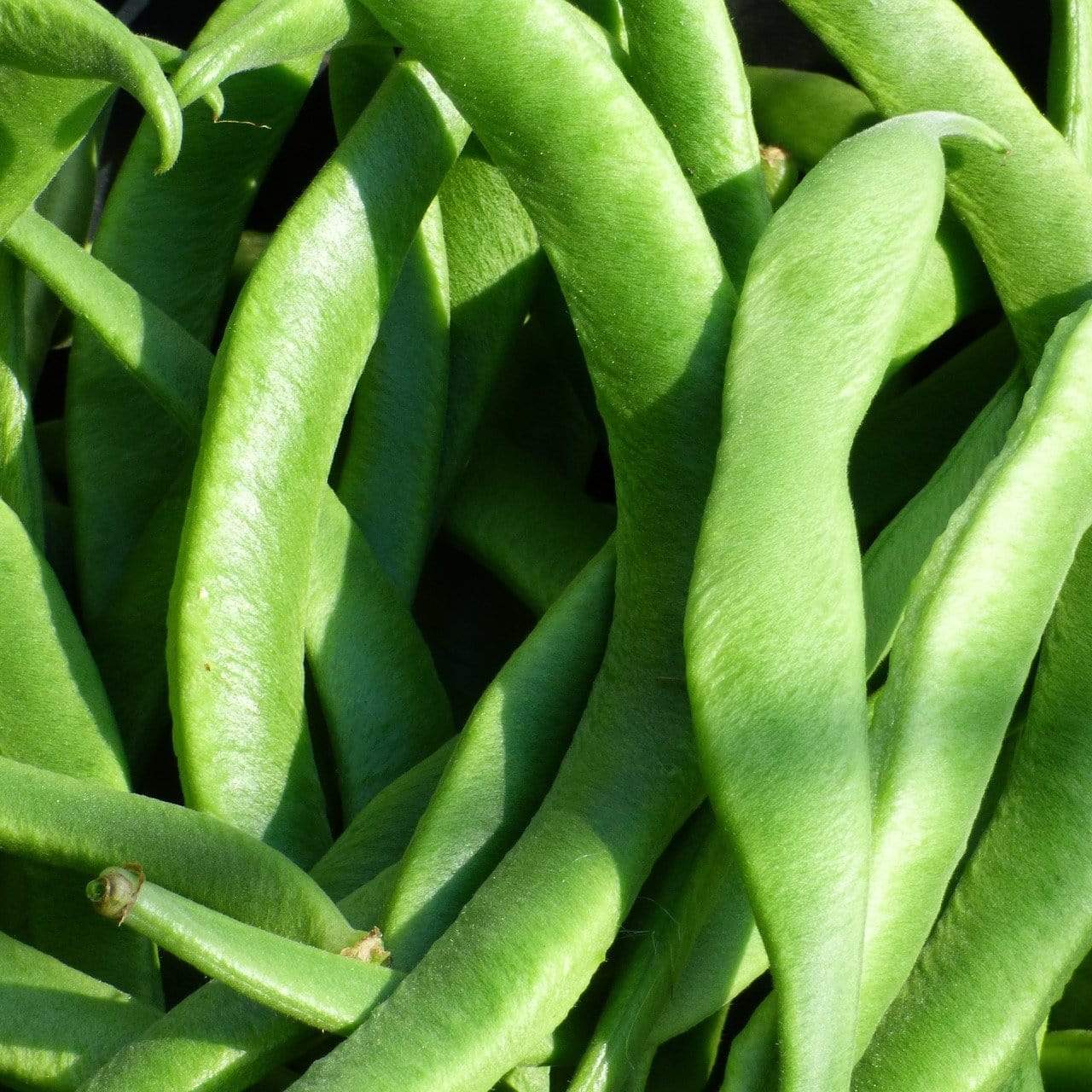 'Enorma' Runner Bean Plants - Image 3