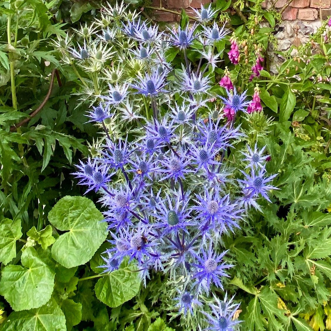 Eryngium 'Big Blue' - Image 5
