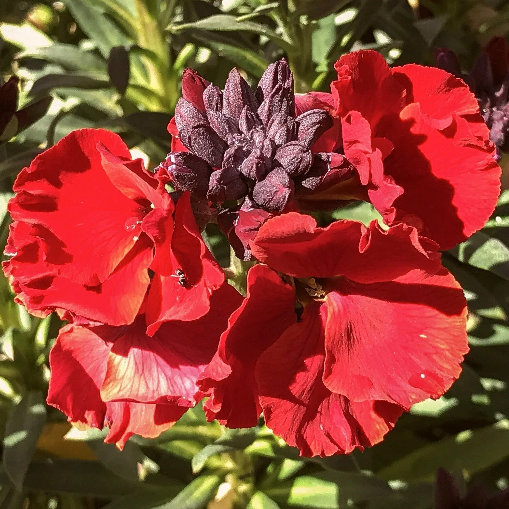 Erysimum 'Winter Passion' - Image 2