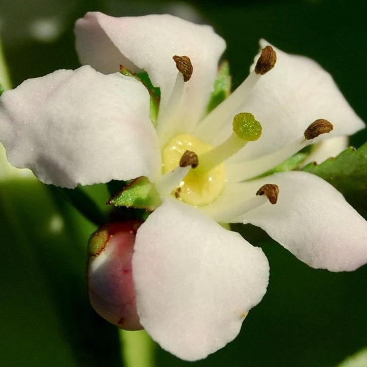 Escallonia 'Apple Blossom' - Image 3