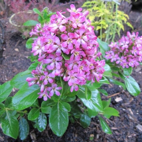 Escallonia 'Pink Elle' - Image 4