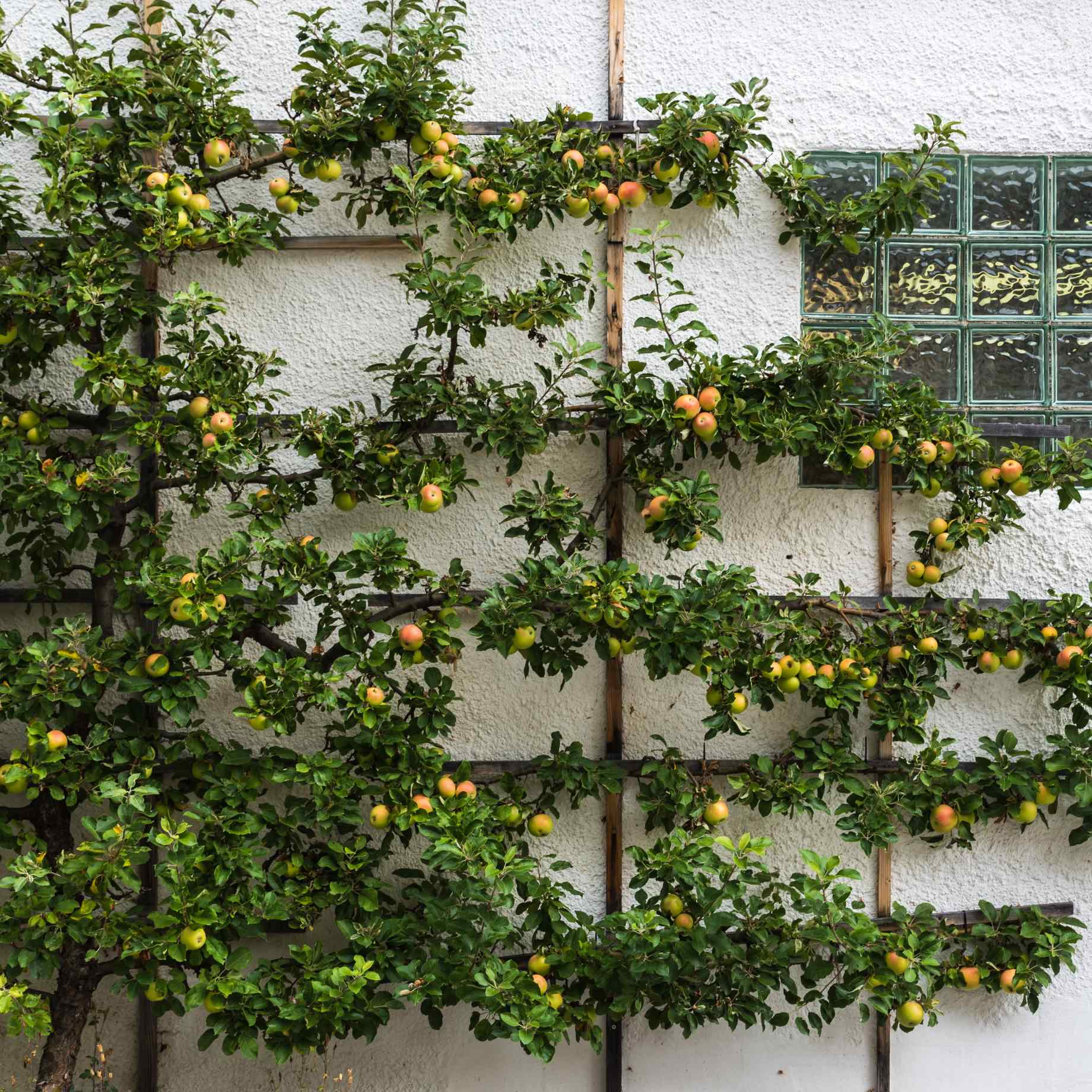 'Cox's Orange Pippin' Apple Tree - Image 5