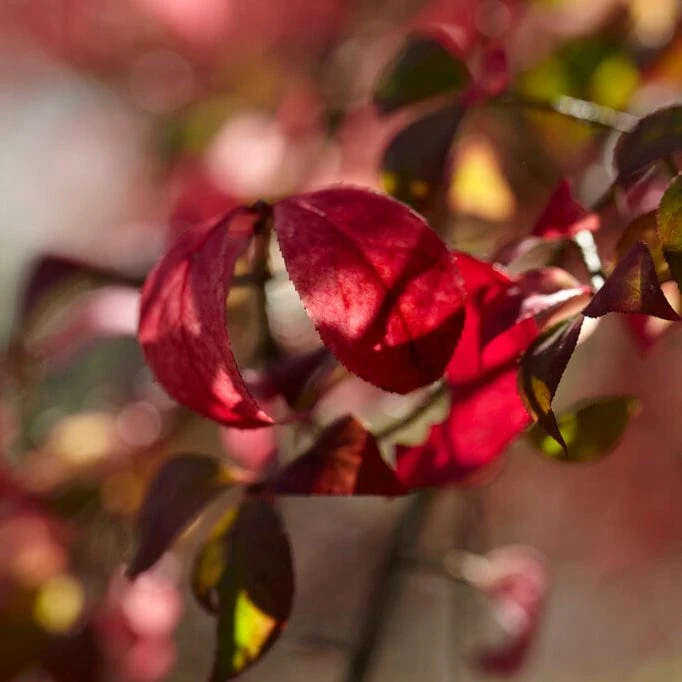 Euonymus alatus 'Blade Runner' - Image 3