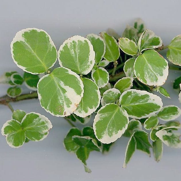 Euonymus 'Emerald Gaiety' - Image 5