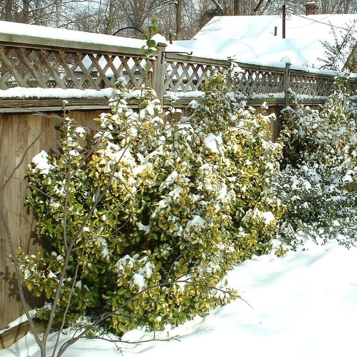 Euonymus 'Emerald 'n' Gold' - Image 7