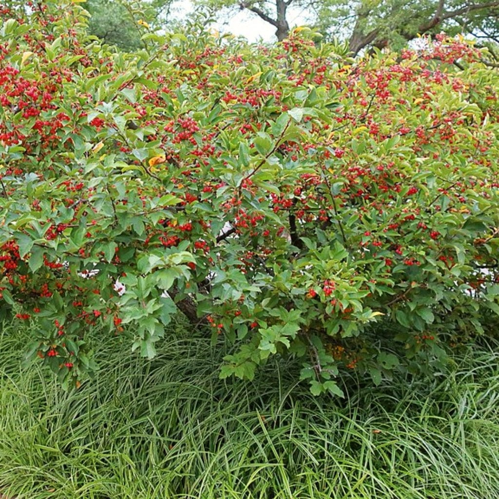 European Crabapple Hedging | Malus sylvestris - Image 5