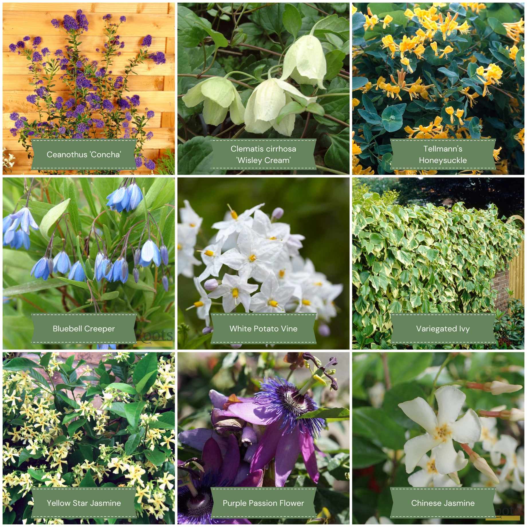 Evergreen Climbers Collection - Image 2