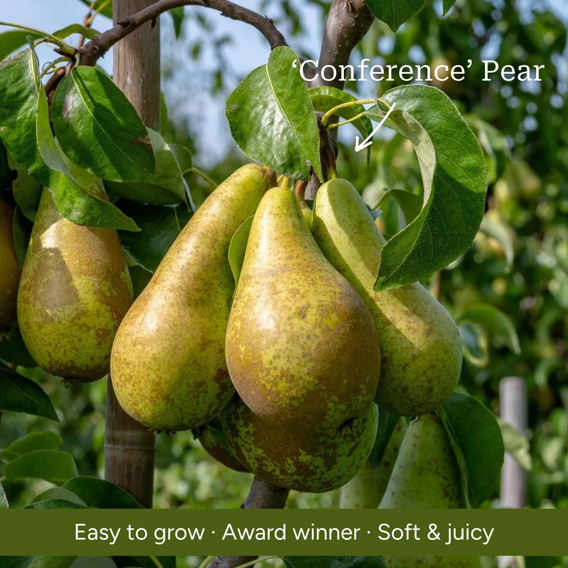Award Winning Patio Fruit Tree Collection | Cherry, Pear & Plum - Image 5