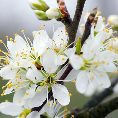 'Farleigh' Damson Tree - Image 4
