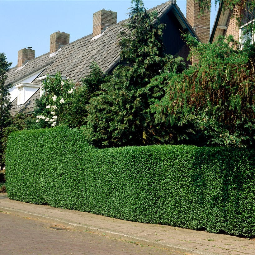 Fast Growing Hedging Mix | Growers' Choice