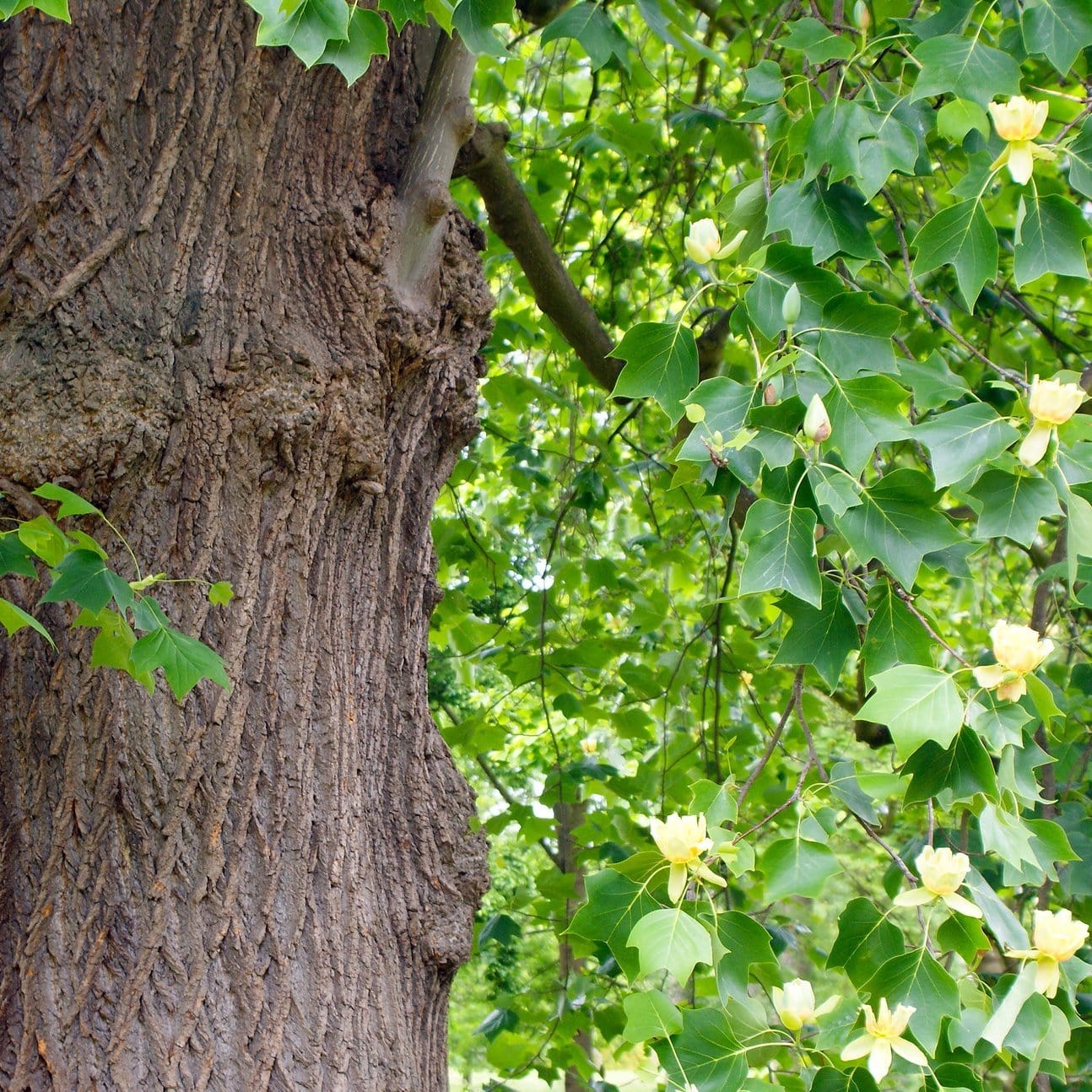 Fastigiate Tulip Tree | Liriodendron tulipifera 'Fastigiatum' - Image 3