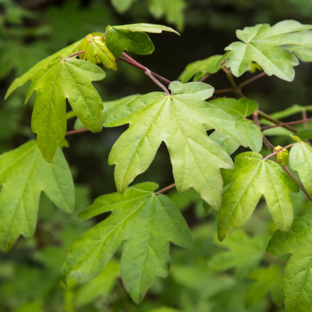 Field Maple Hedging | Acer campestre - Image 2