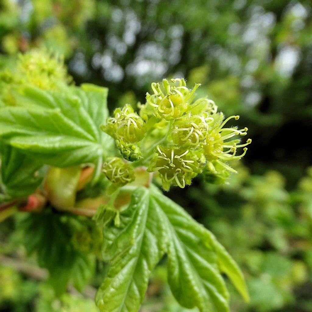 Field Maple Hedging | Acer campestre - Image 4