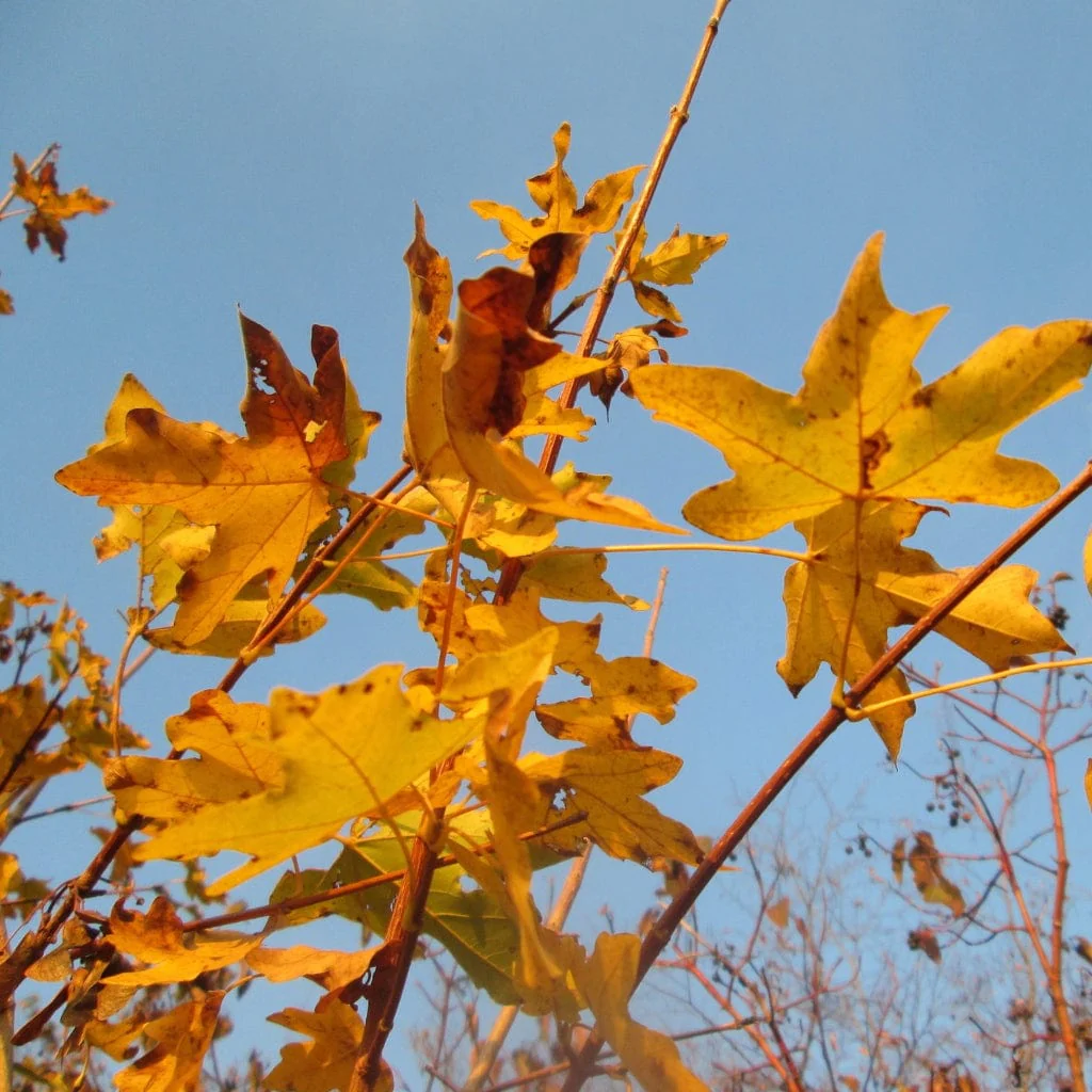 Field Maple Hedging | Acer campestre - Image 5