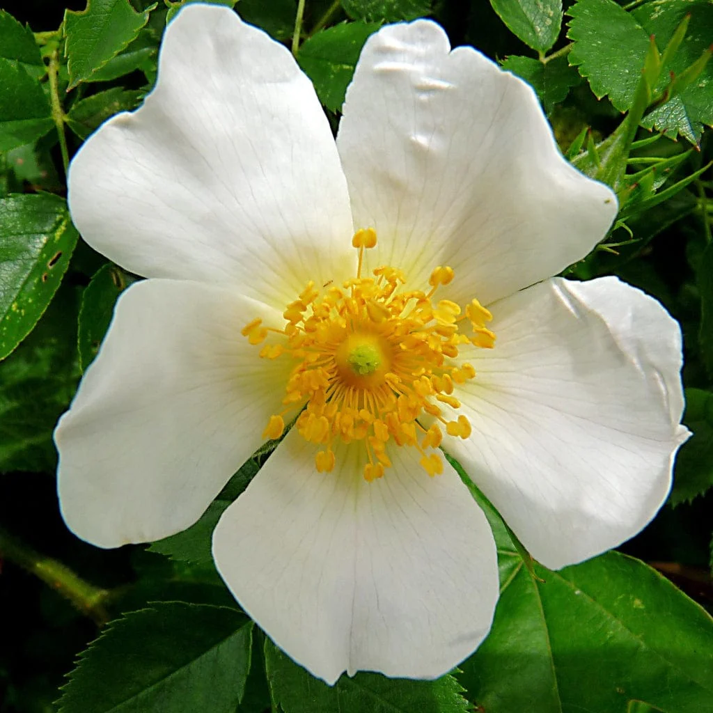 Field Rose Hedging | Rosa arvensis - Image 3