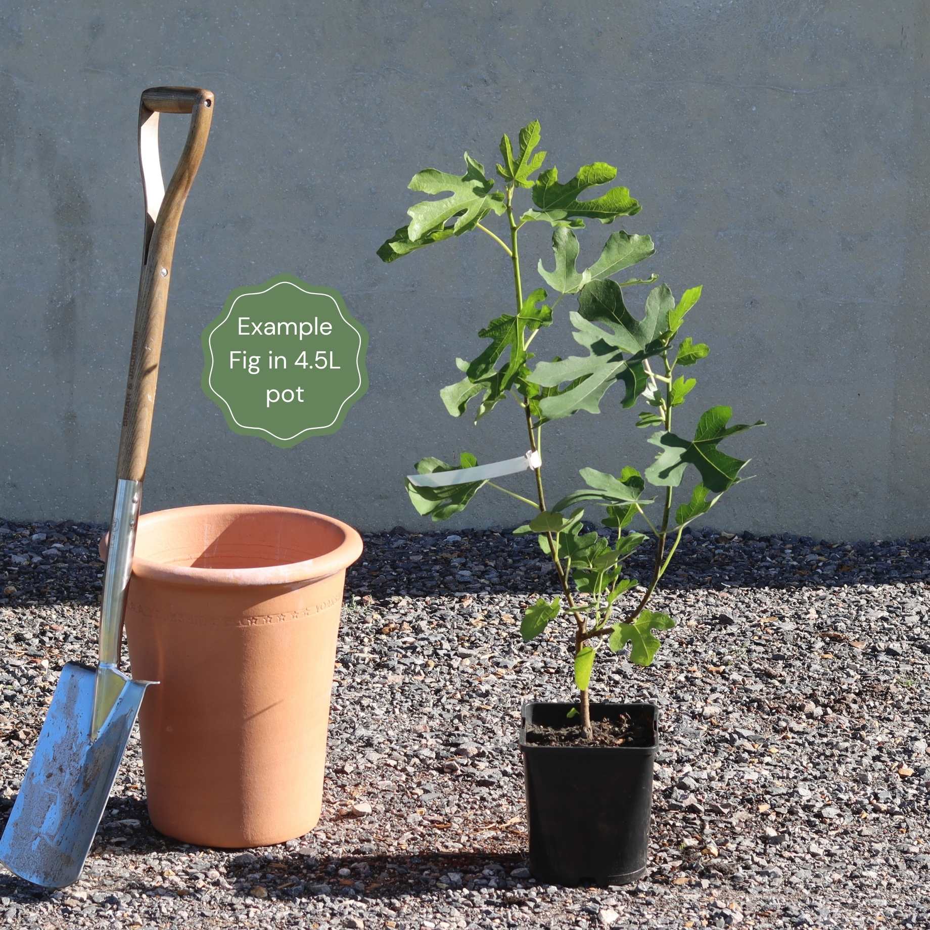 UK Hardy Fig Tree | 'Brown Turkey' - Image 16