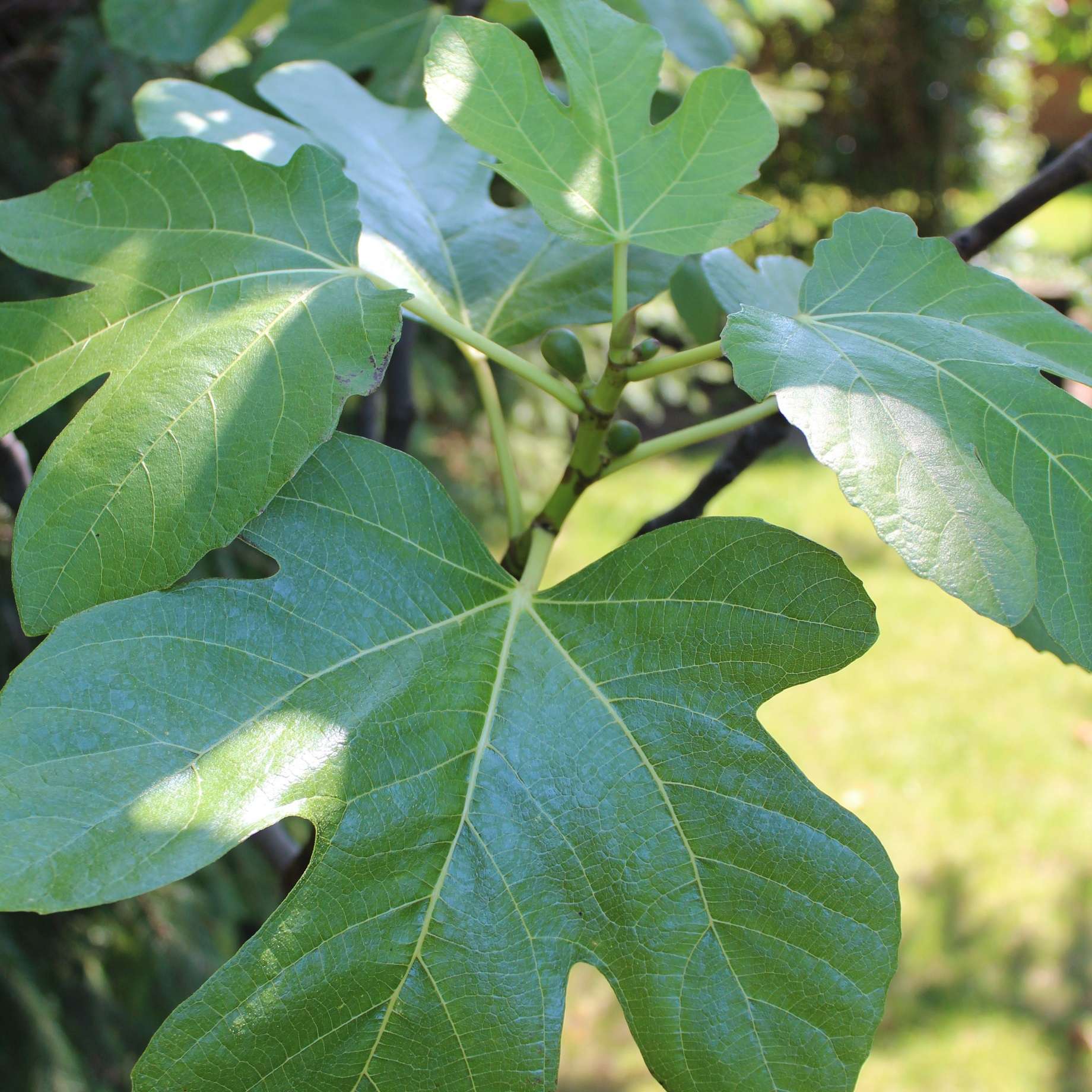 UK Hardy Fig Tree | 'Brown Turkey' - Image 15