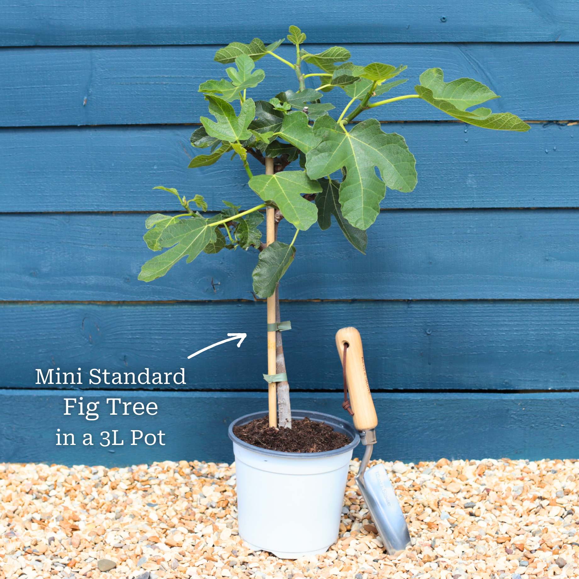 UK Hardy Fig Tree | 'Brown Turkey' - Image 11