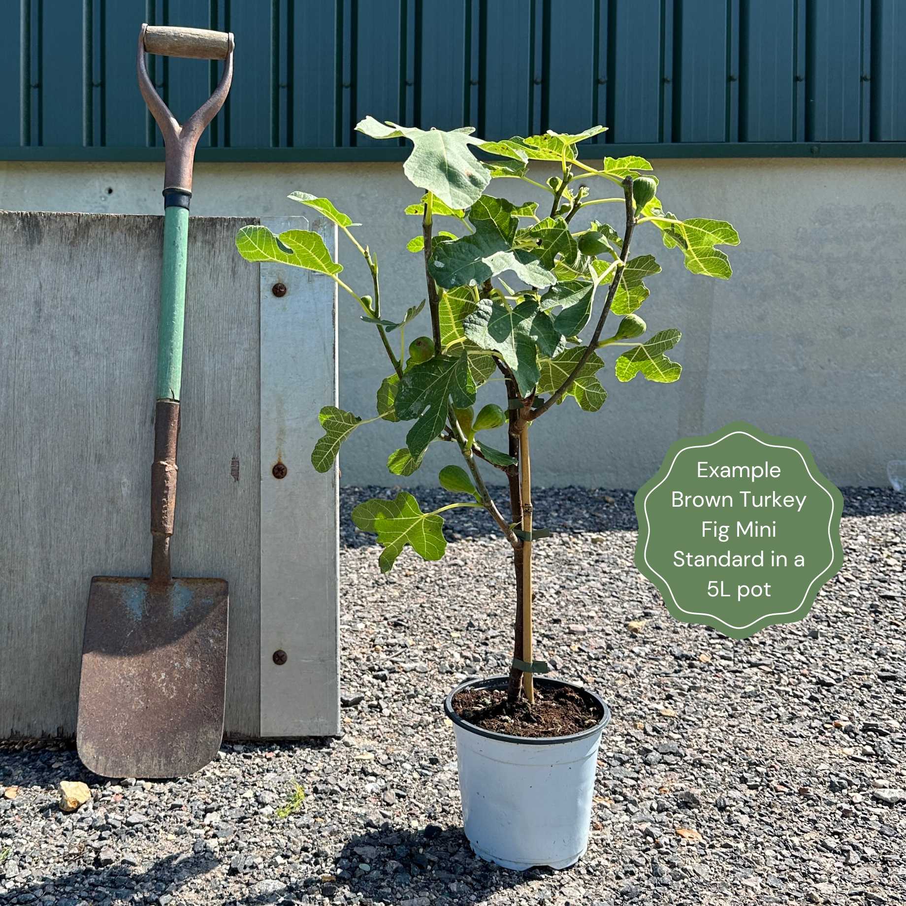 UK Hardy Fig Tree | 'Brown Turkey' - Image 17