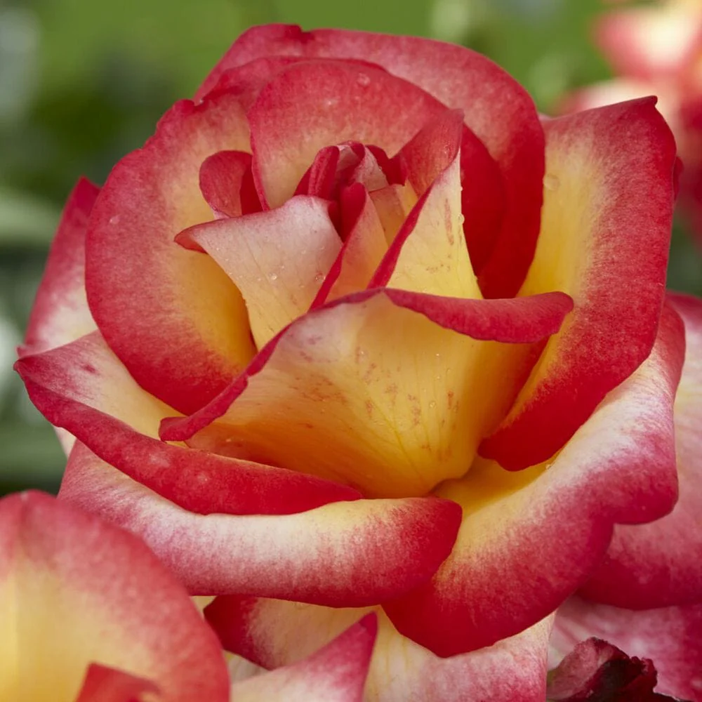 'Firebird' Floribunda Rose - Image 2
