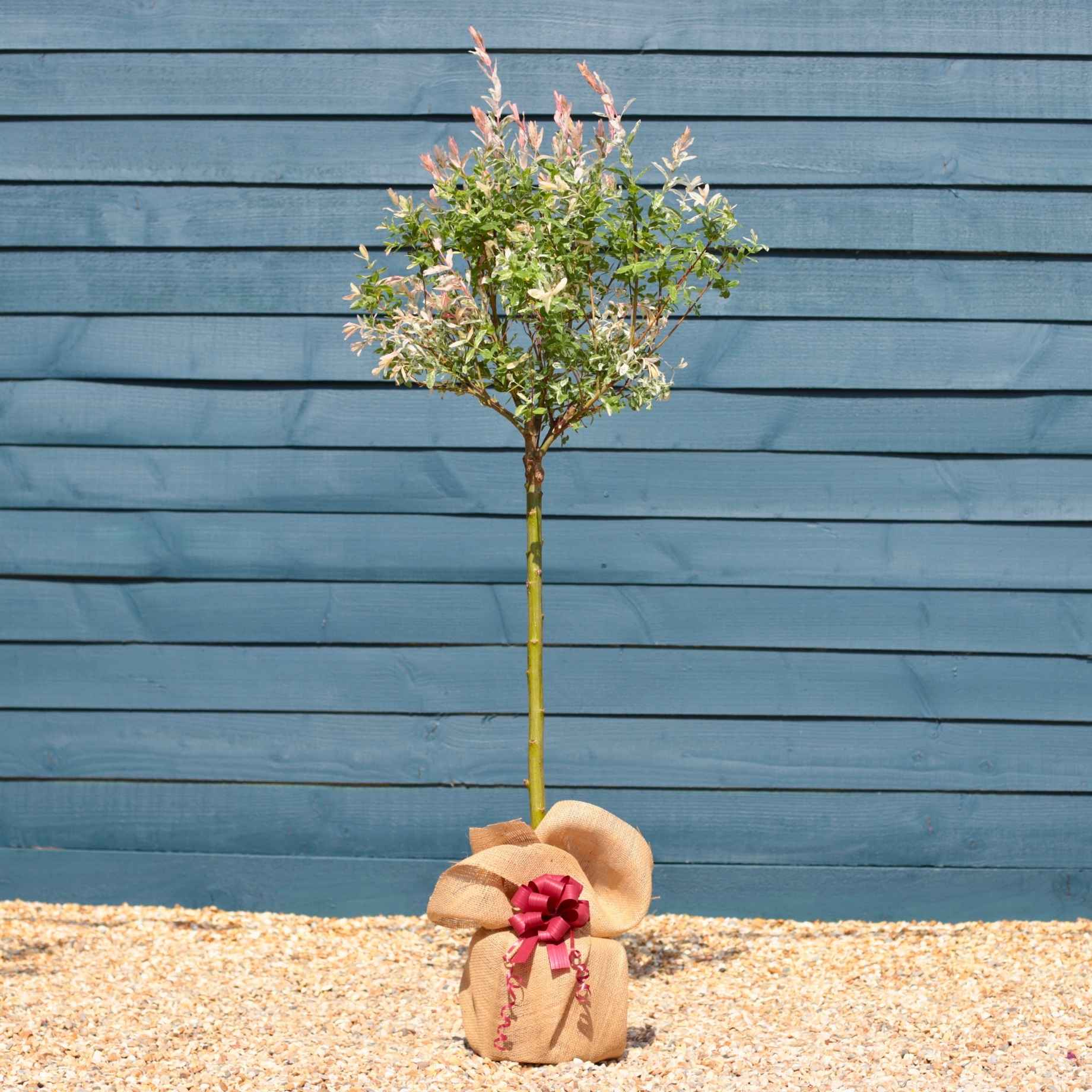 Flamingo Willow Tree Gift