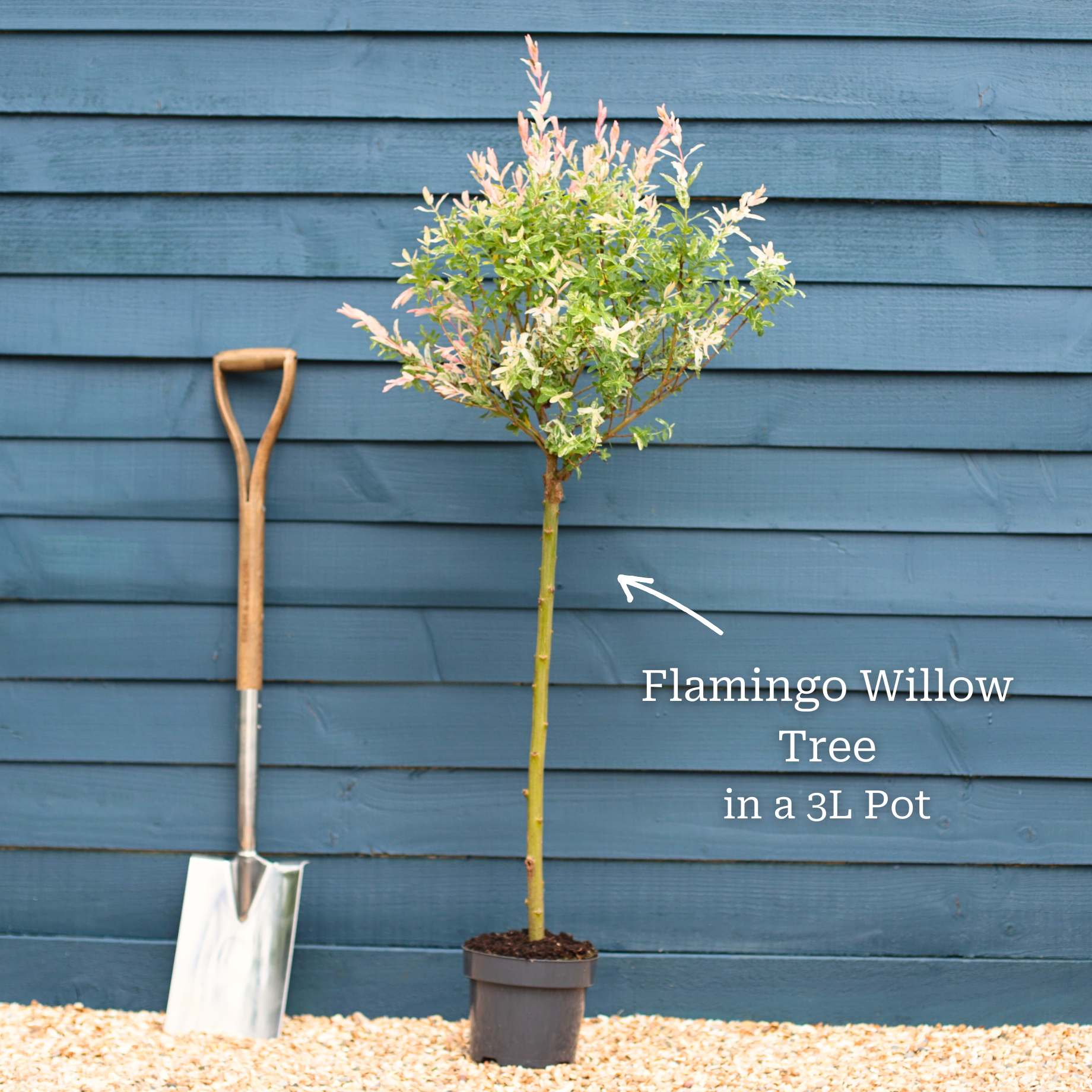 Flamingo Willow Tree | Salix integra 'Hakuro-Nishiki' - Image 8