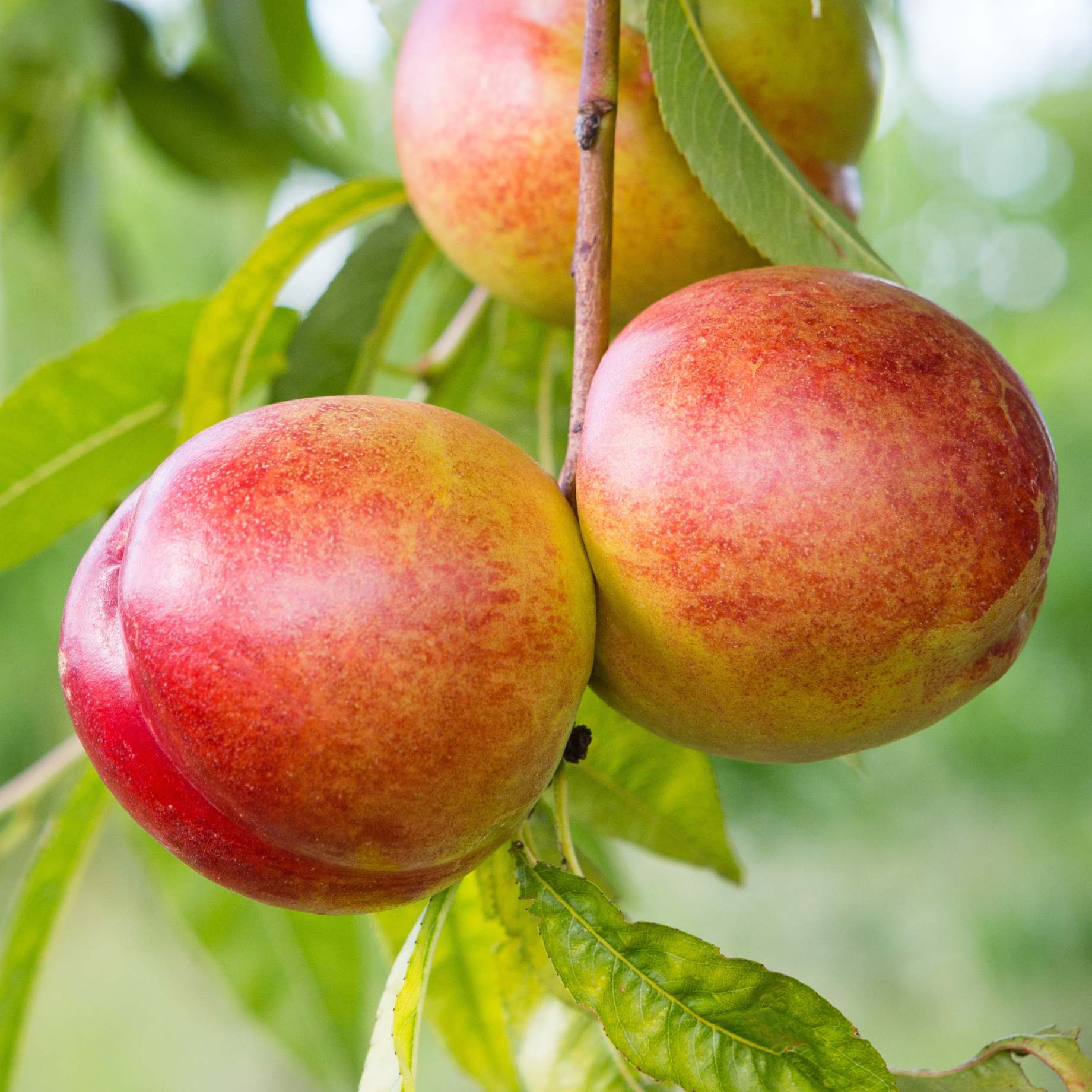 'Flavortop' Nectarine Tree