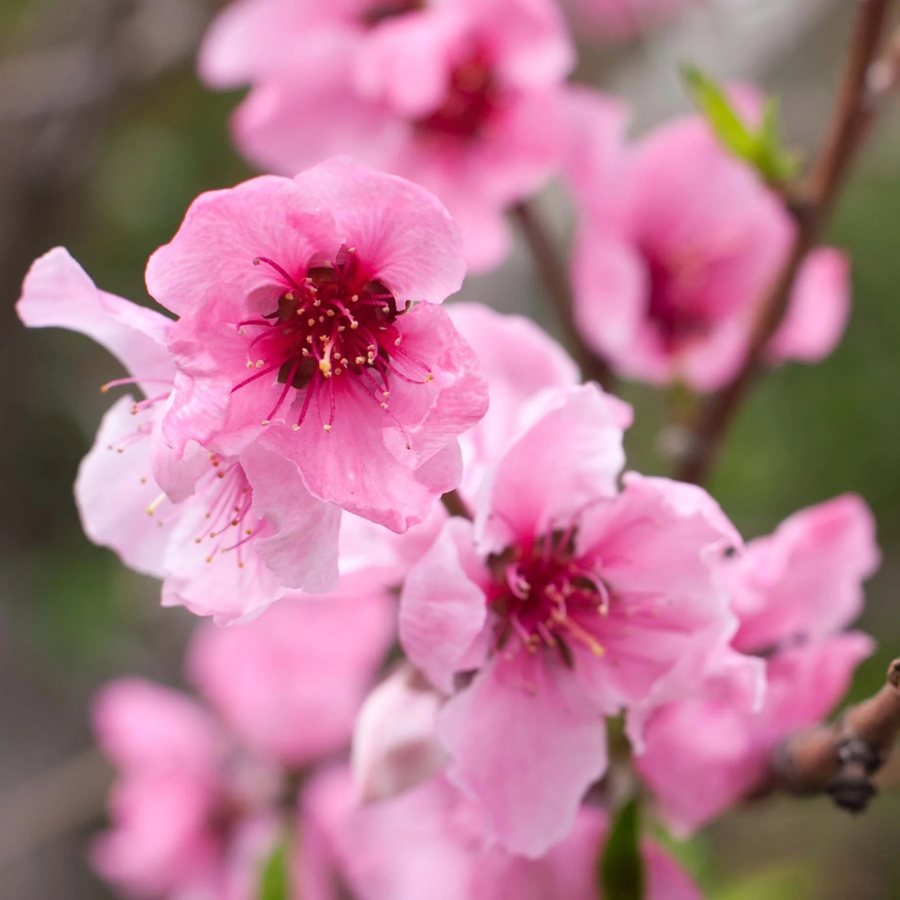 'Flavortop' Nectarine Tree - Image 2