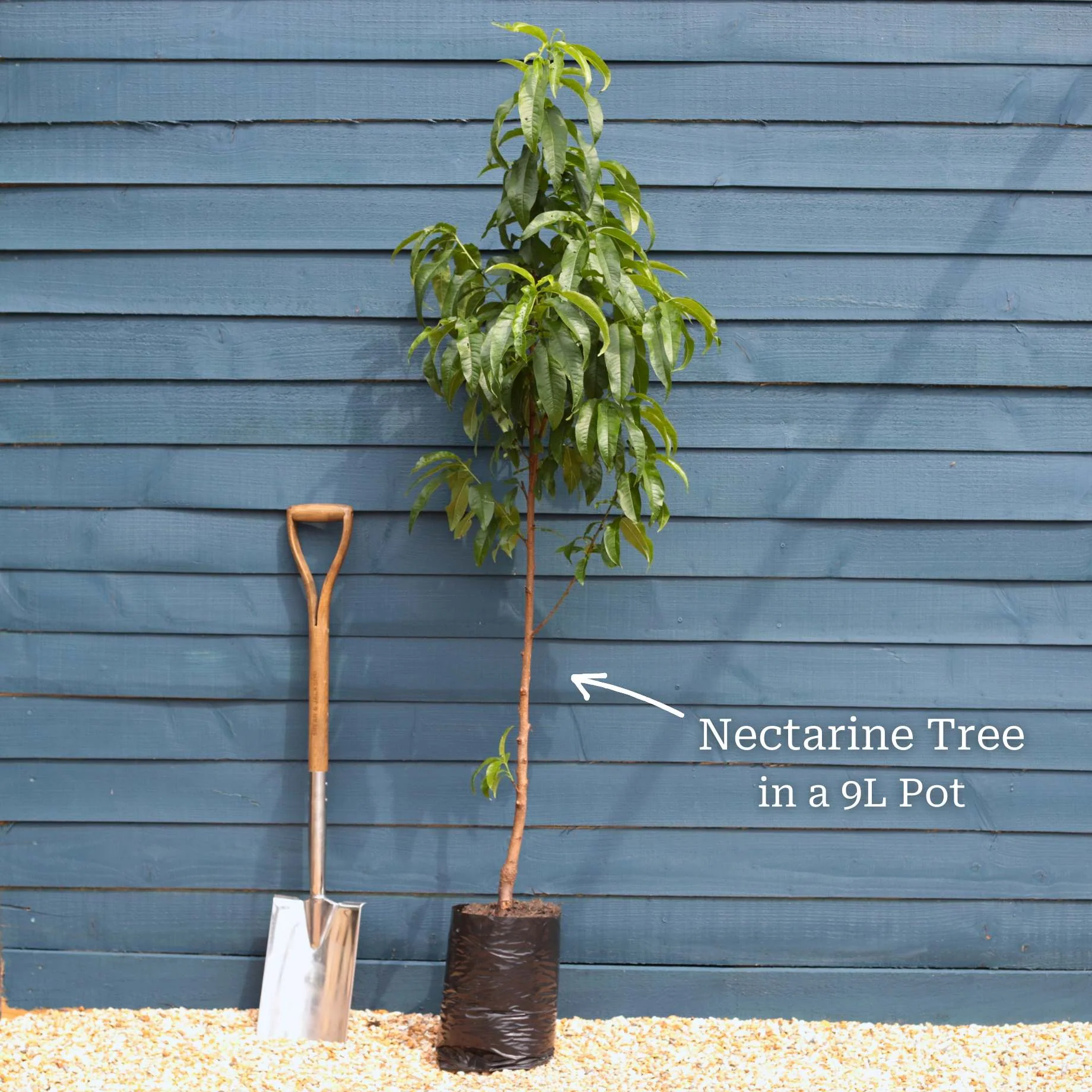 'Lord Napier' Nectarine Tree - Image 4